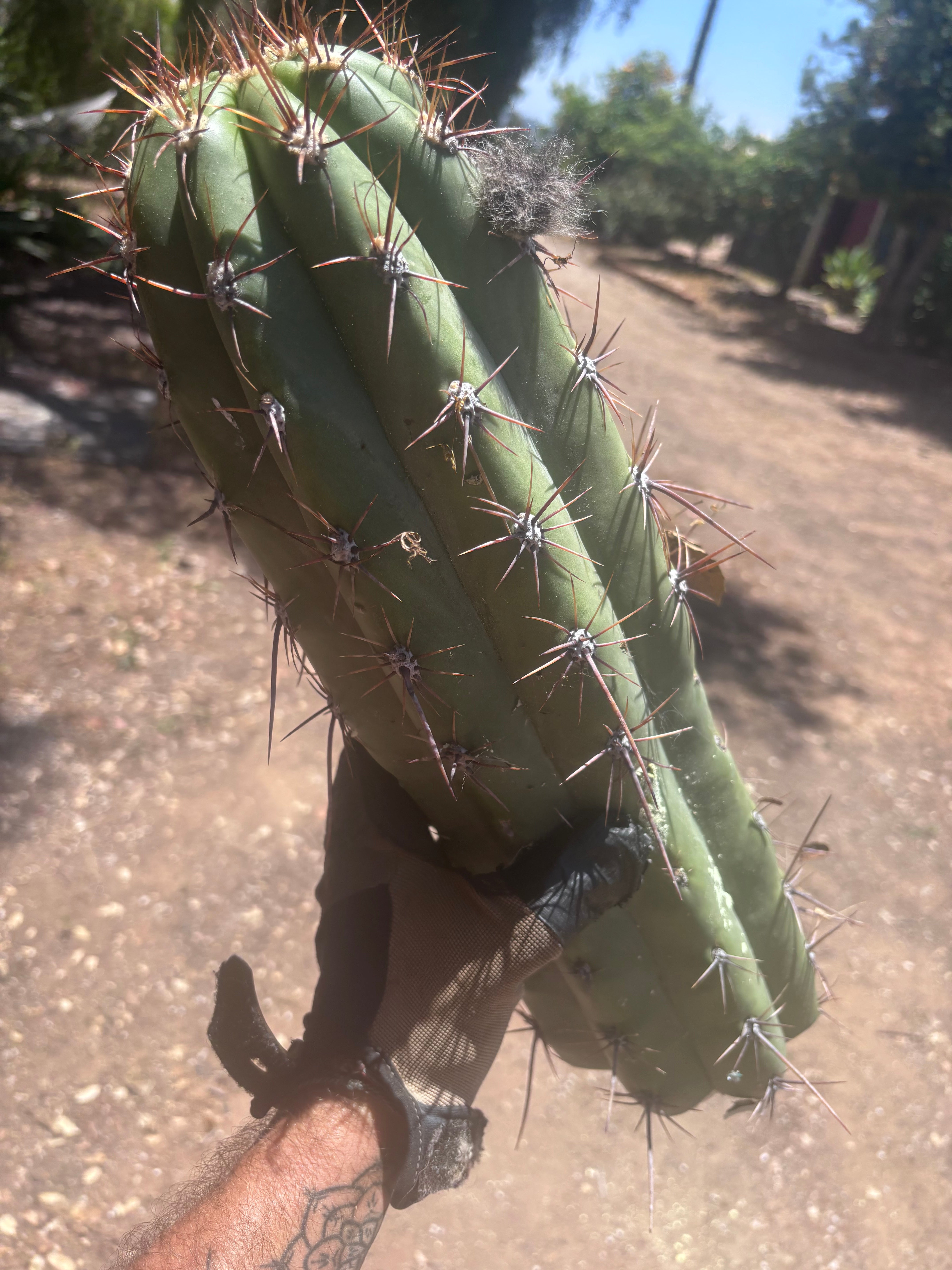 💎💎 Taquimbalensis — MASSIVE 18” Tip