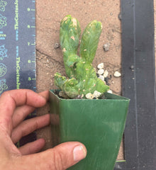 👑💎🌶️🌶️ TBMC — Rooted 6”