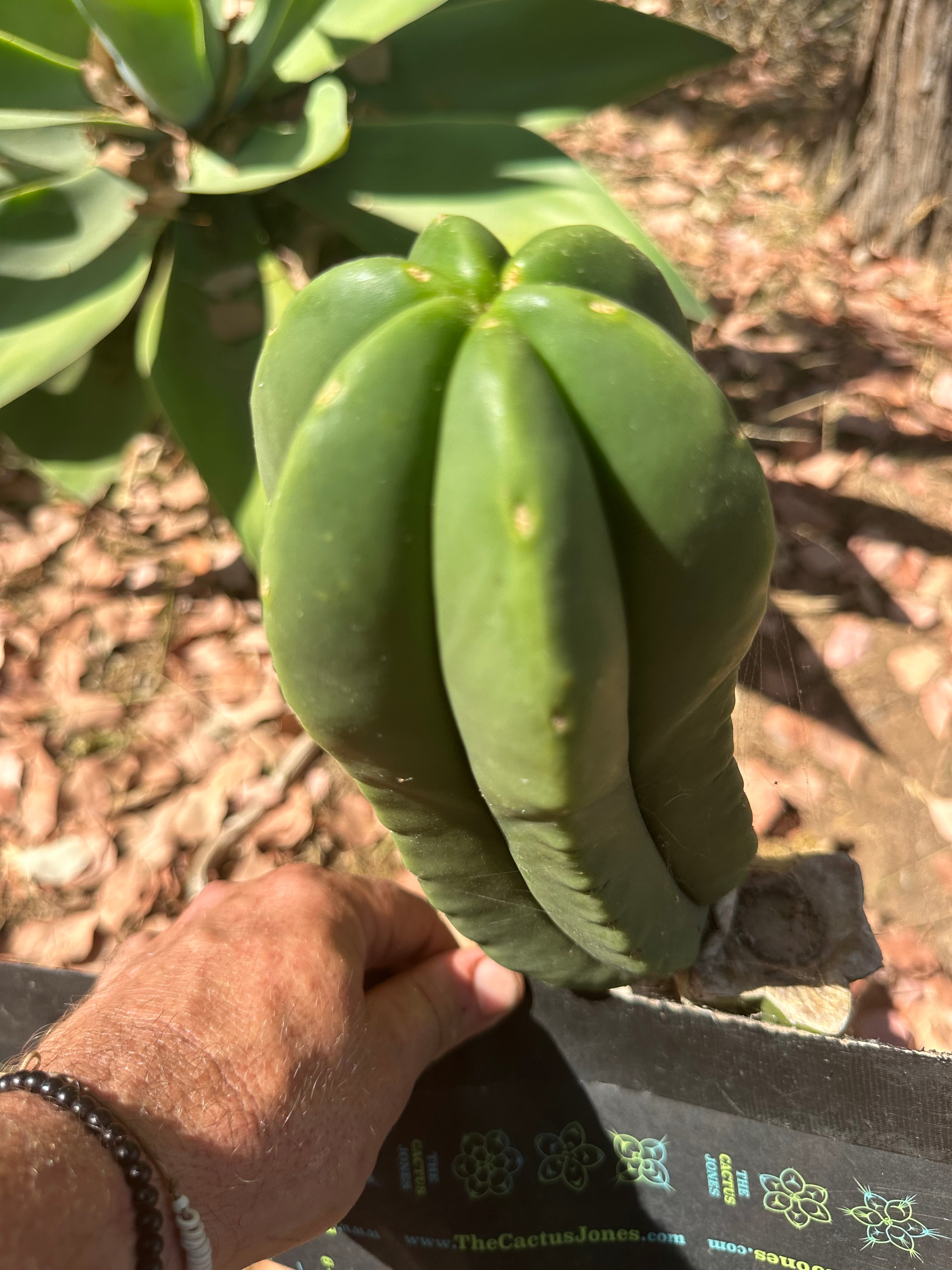 👑 Primo Aussie Scop — 8” Melon Pup