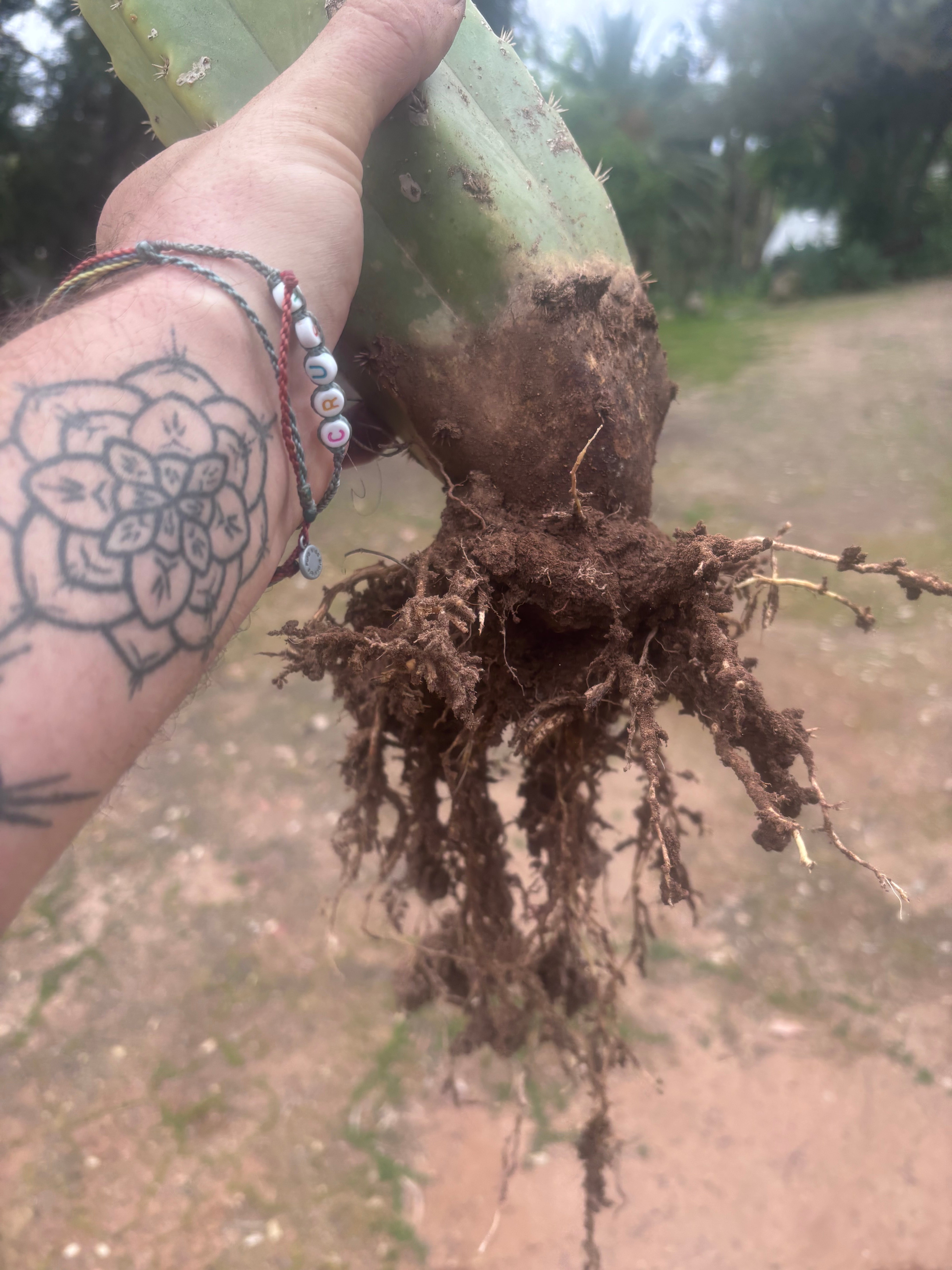 👑💎 Grecas Tip Graft on Fat Rooted PC (Last One)