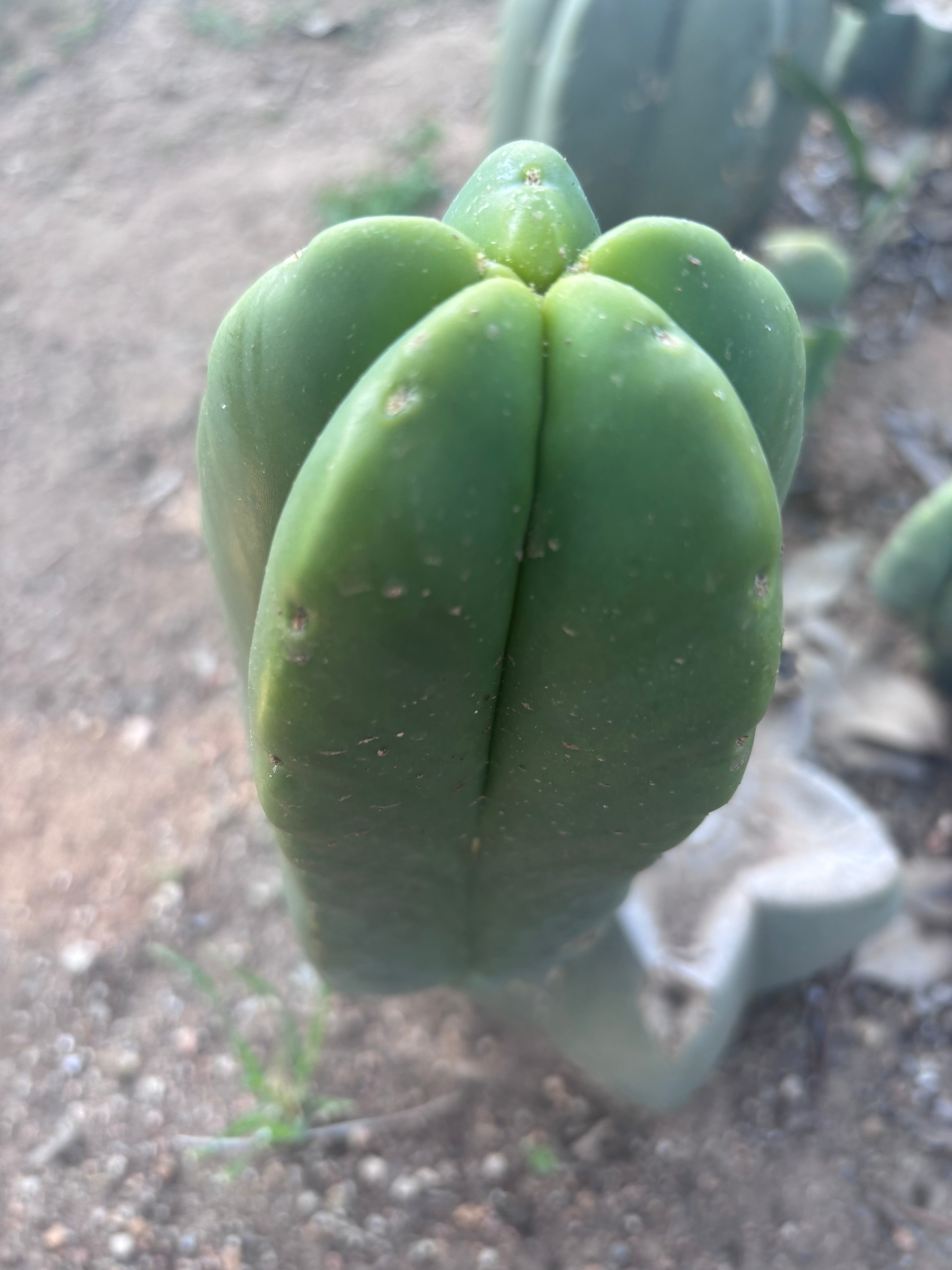 💎👑💎🌶️ Ferah! — Fat 8” Pup