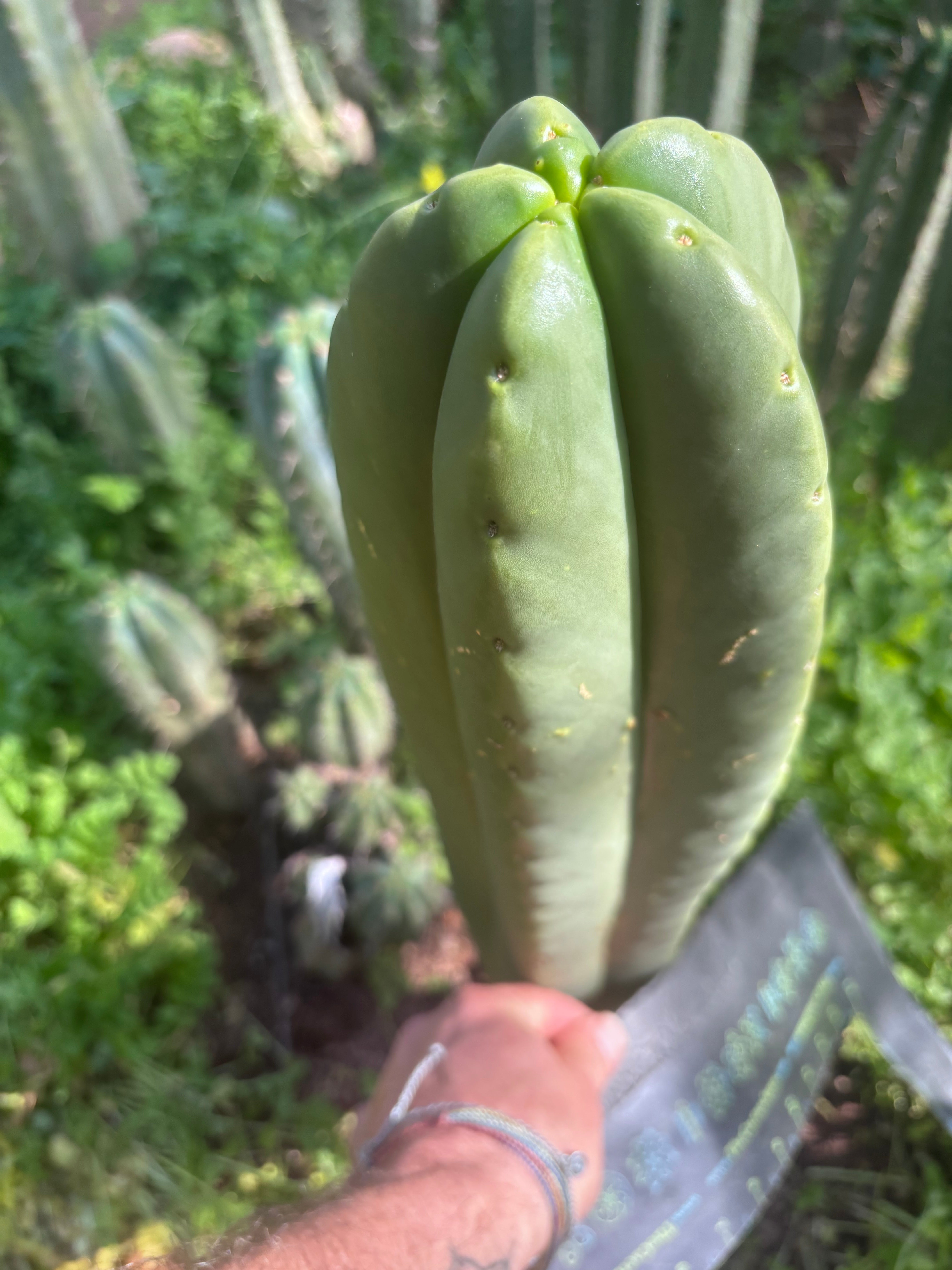 💎👑🌶️ Zulk — Massive XL 14” Tip
