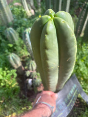💎👑🌶️ Zulk — Massive XL 14” Tip