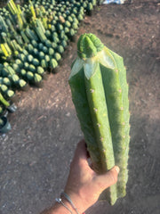 💎👑💎 Havran — Graft on Massive XL Stock