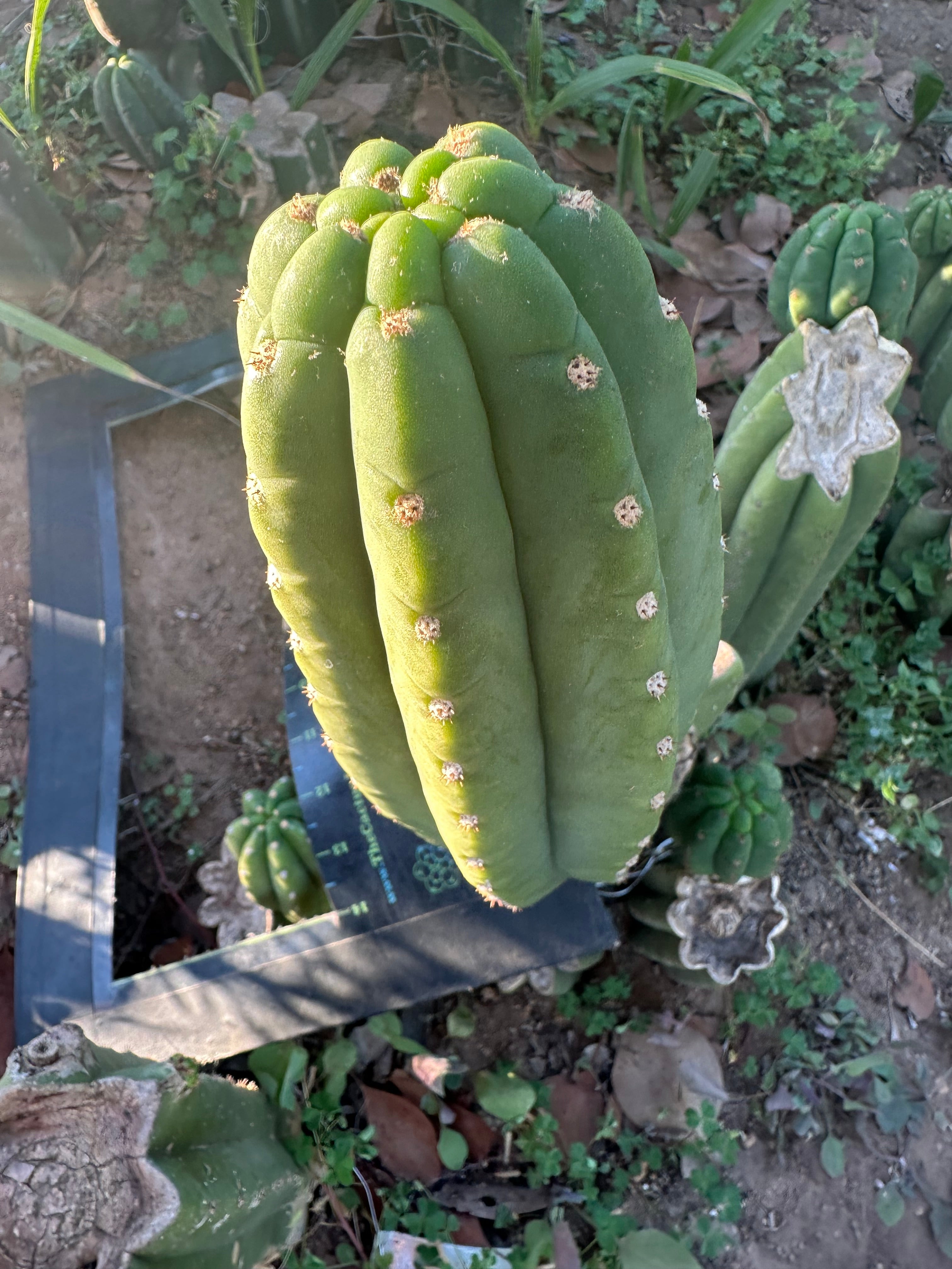 👑🌶️ The Field’s Pachanoi — Fat 10” Pup