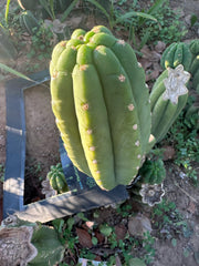 👑🌶️ The Field’s Pachanoi — Fat 10” Pup