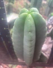 💎👑🌶️ Ferah — Plump 10” Pup