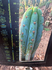 👑🌶️ Los Gentiles—  10” Tip