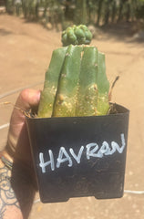 💎👑💎 Havran — Pup Graft on Rooted PC