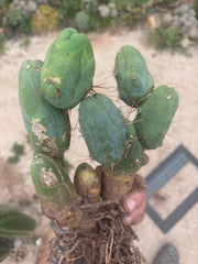 👑🌶️🌶️  TBM Clone B — XL Fully Rooted