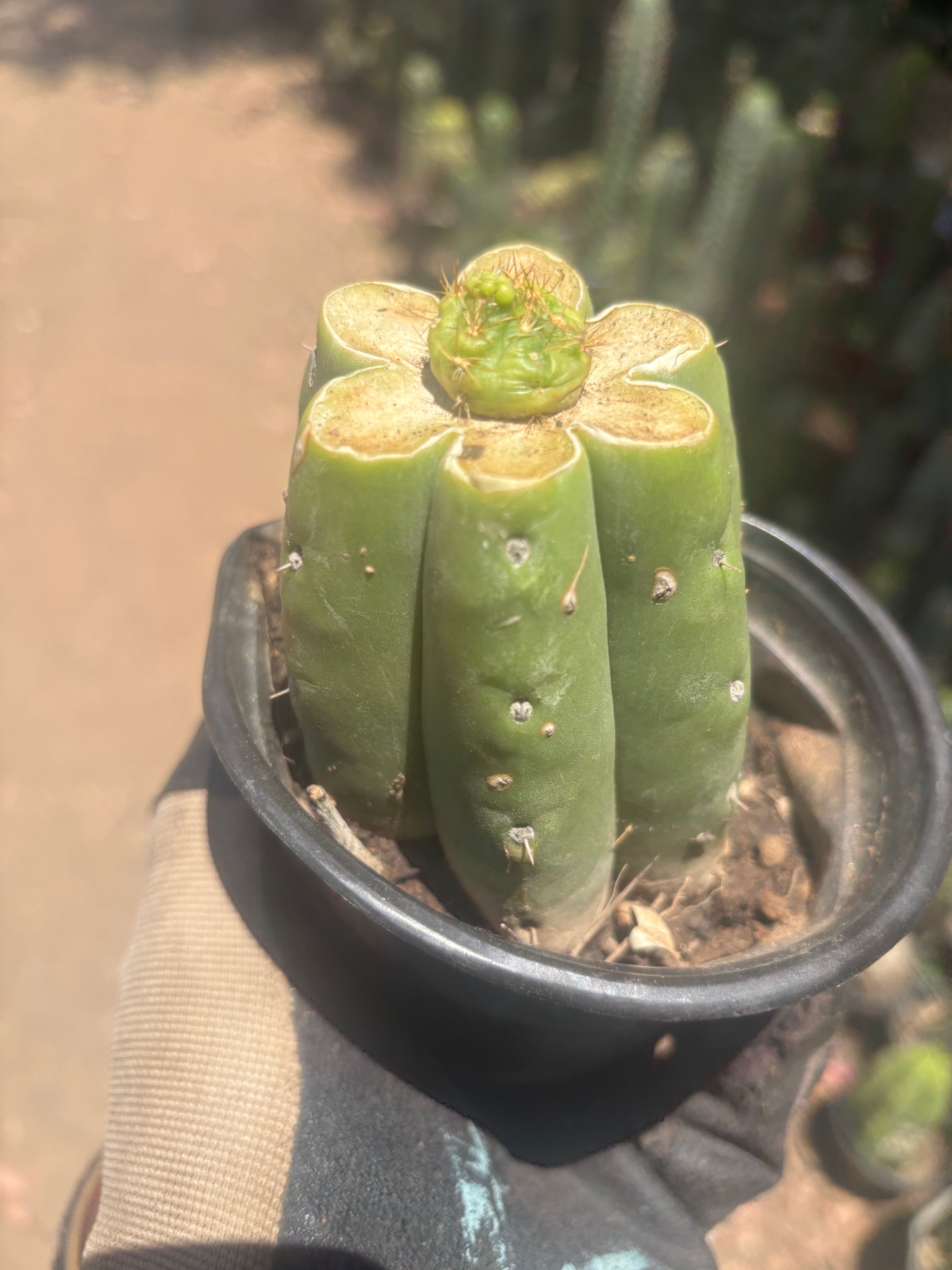 👑 Hulk’s Balls — Graft On Rooted PC