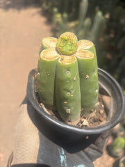 👑 Hulk’s Balls — Graft On Rooted PC