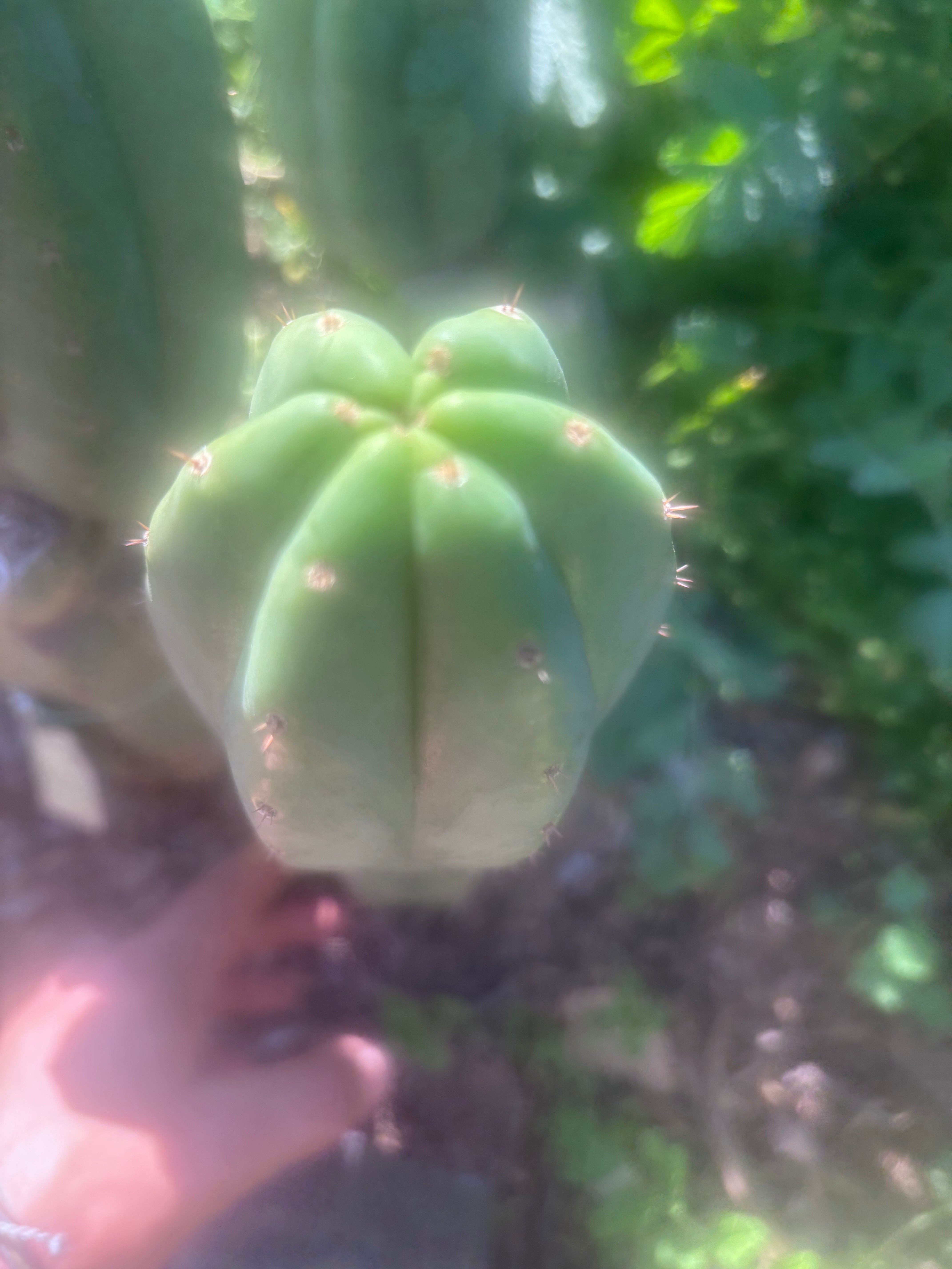 💎👑🌶️ LMP — 7” Tip