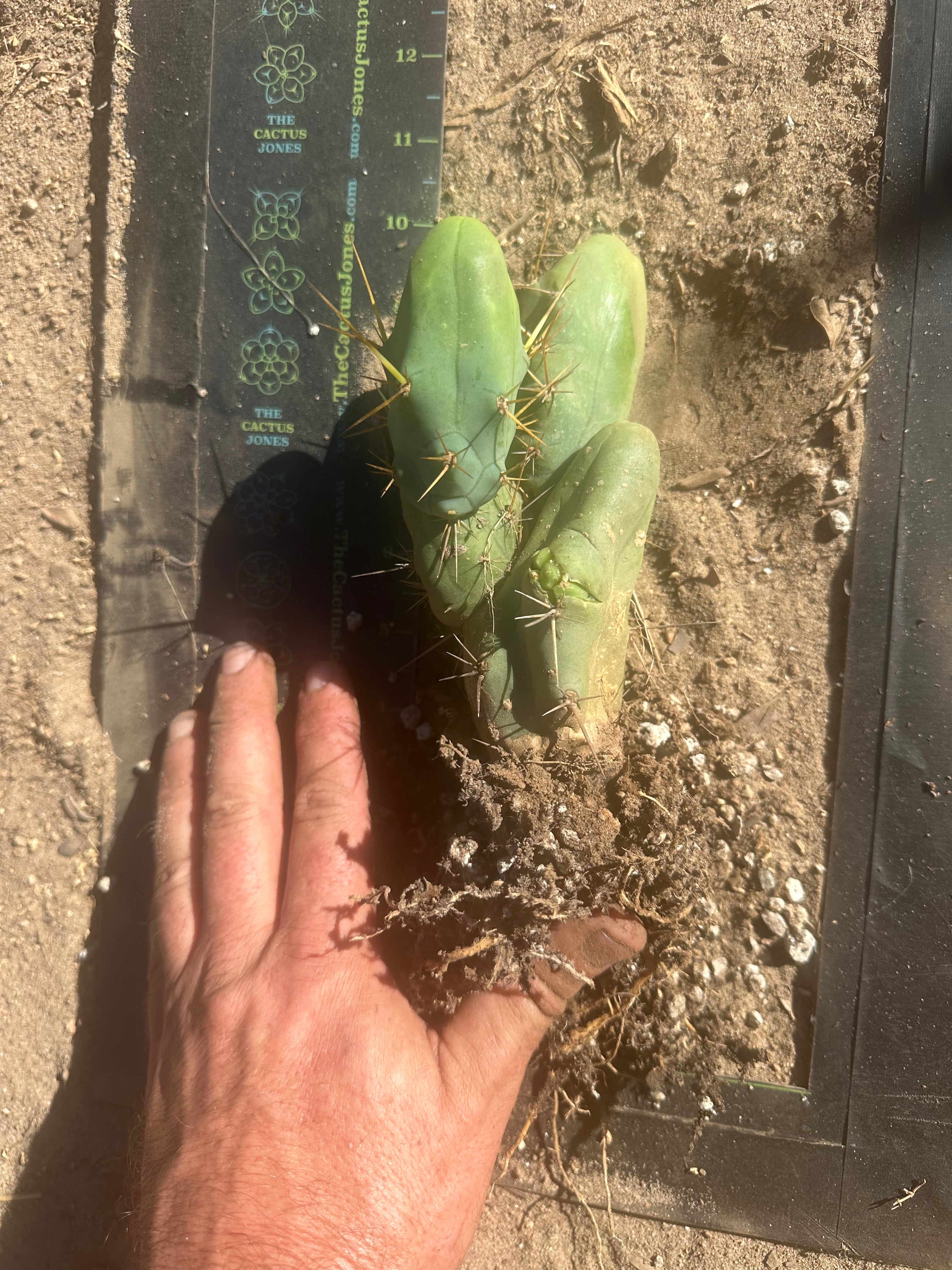 👑🌶️🌶️  TBM  — Rooted Cluster #1