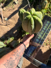 Rod x Hulk — XL 14” Tip