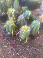 💎👑💎 Havran — Pup Grafts on Rooted Pierre (Inventory Listing)