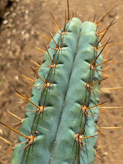 Custom Listing for JAYMATIC