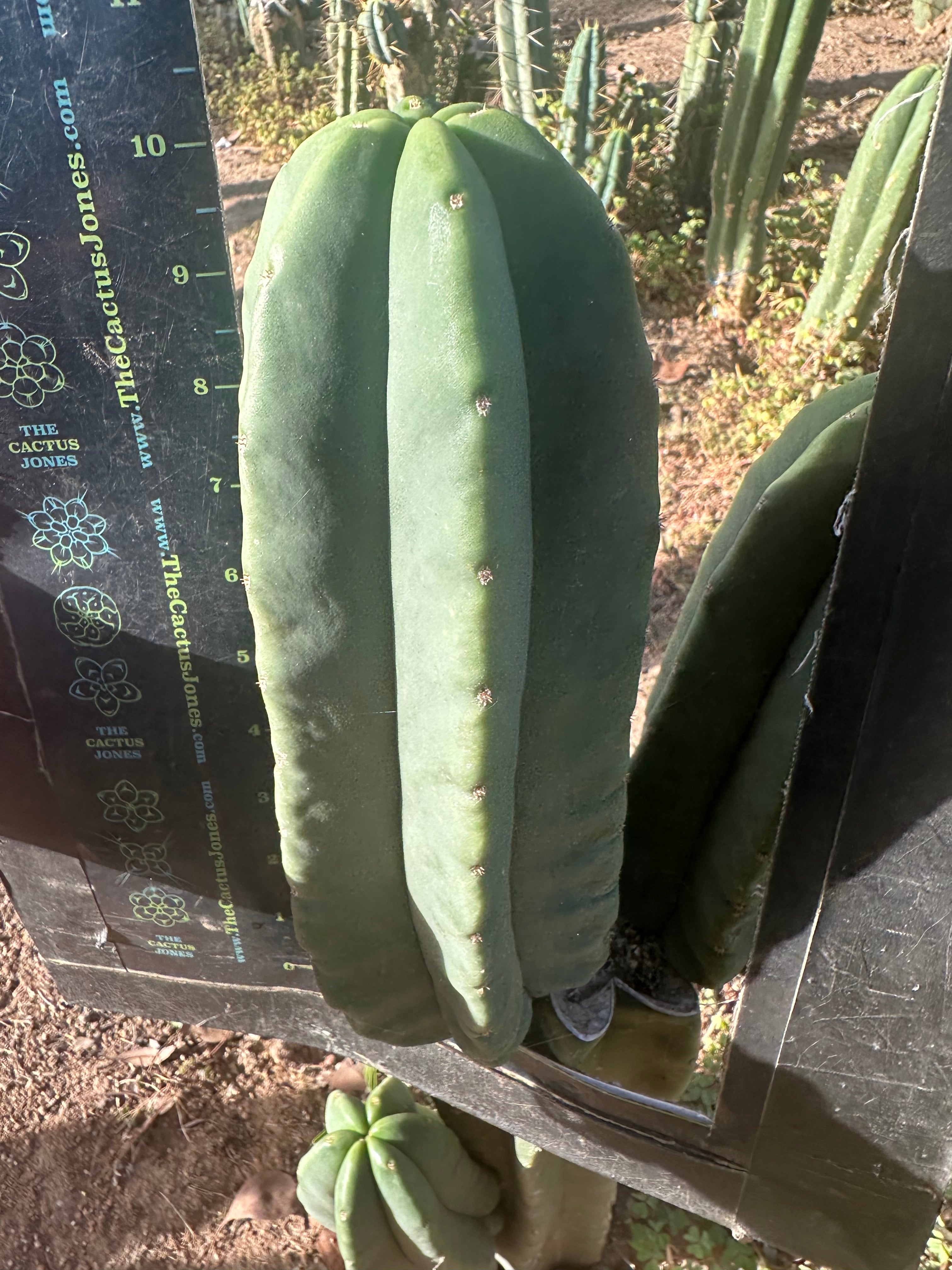 💎 Primo Aussie Scop  — Fat 10” Pup