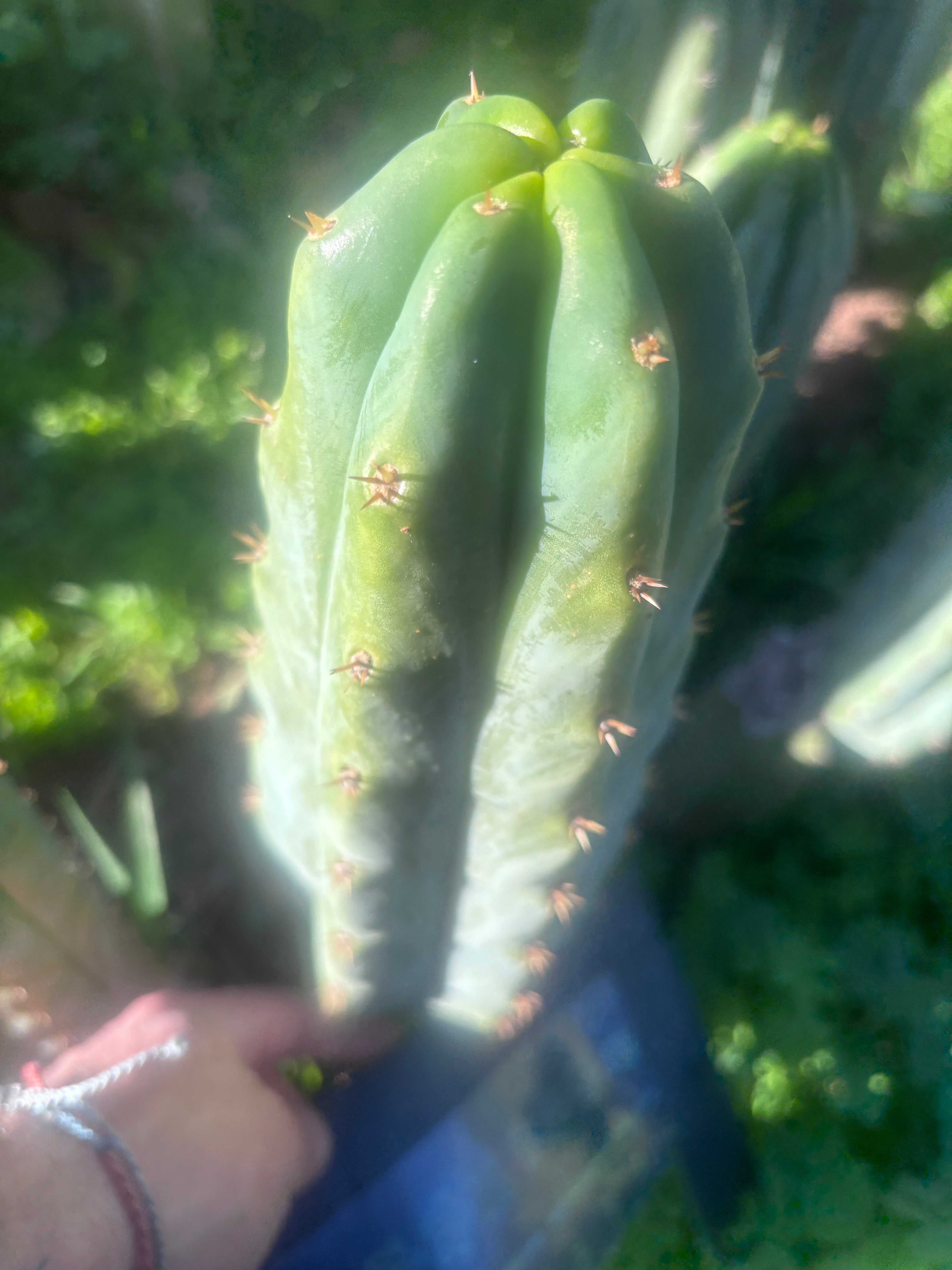 🌶️🌶️ NoidTwo — 11” Pup