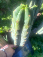 🌶️🌶️ NoidTwo — 11” Pup