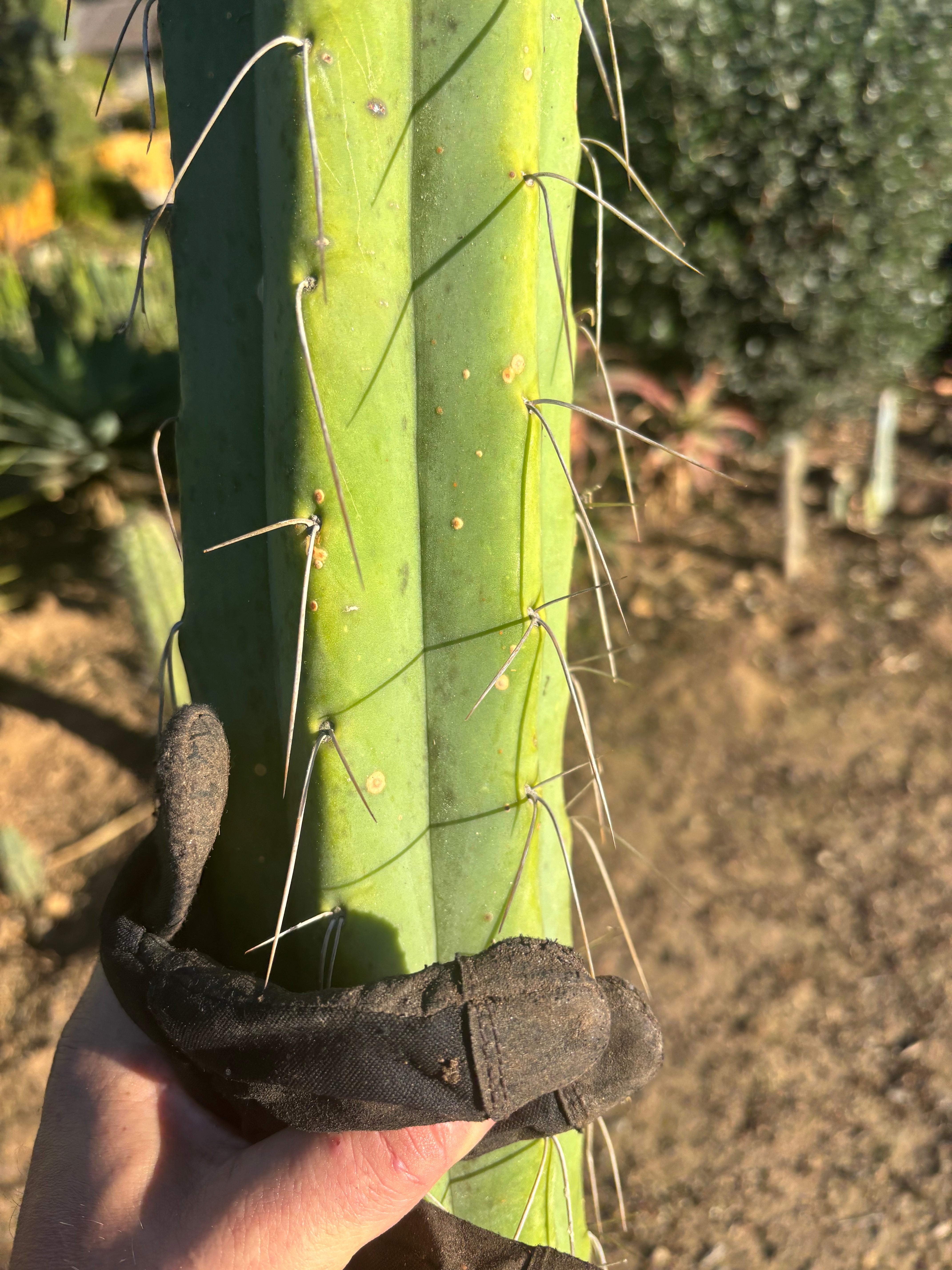 💎👑🌶️ Psycho0’  — *BIG* XXL 14” Tip