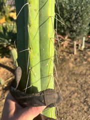 💎👑🌶️ Psycho0’  — *BIG* XXL 14” Tip