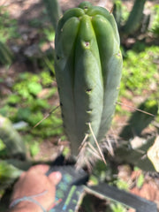 👑🌶️ BBB — 14” Tip