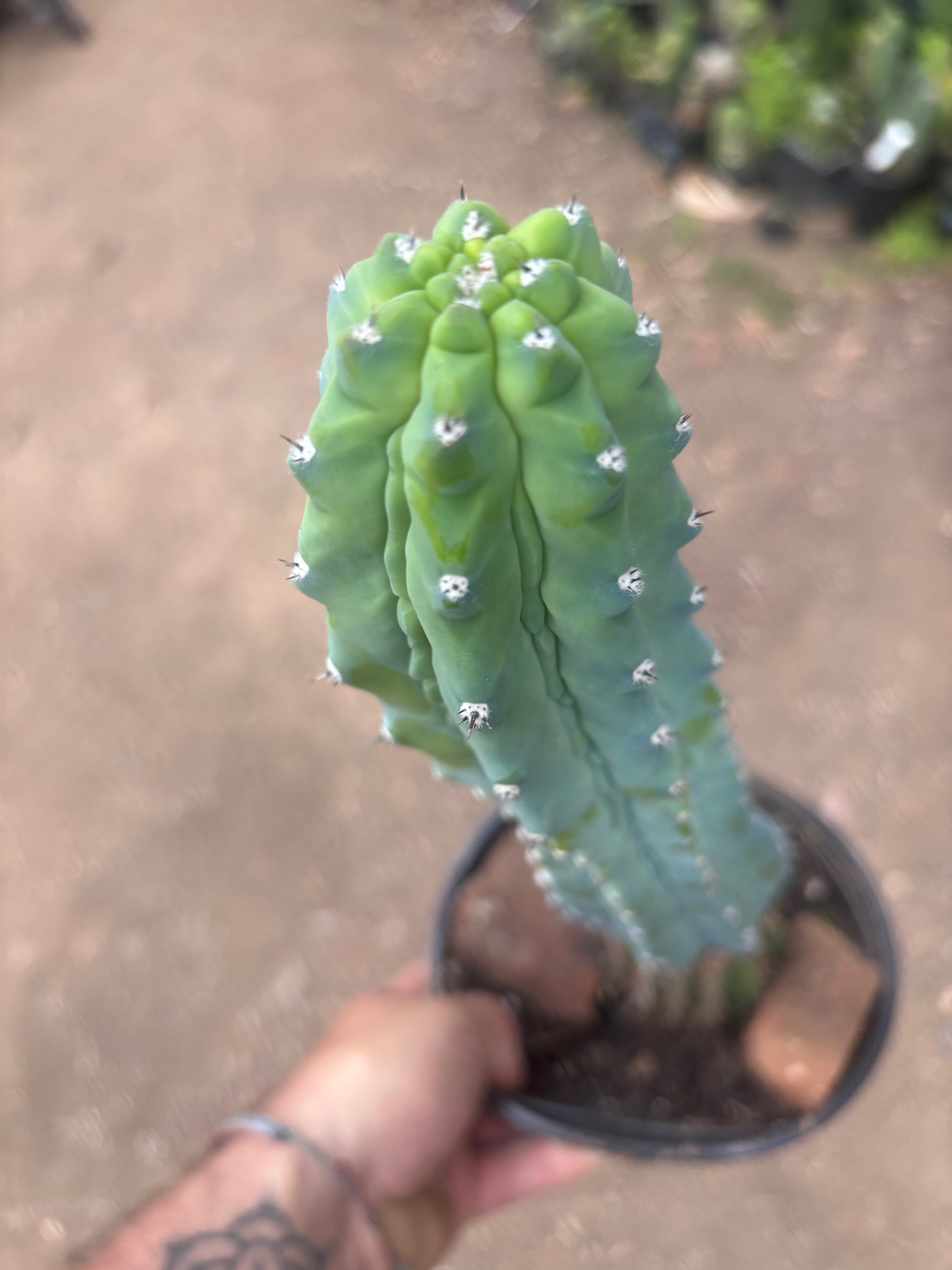 👑💎 Grecas — XL Established Tip Graft, Rooted