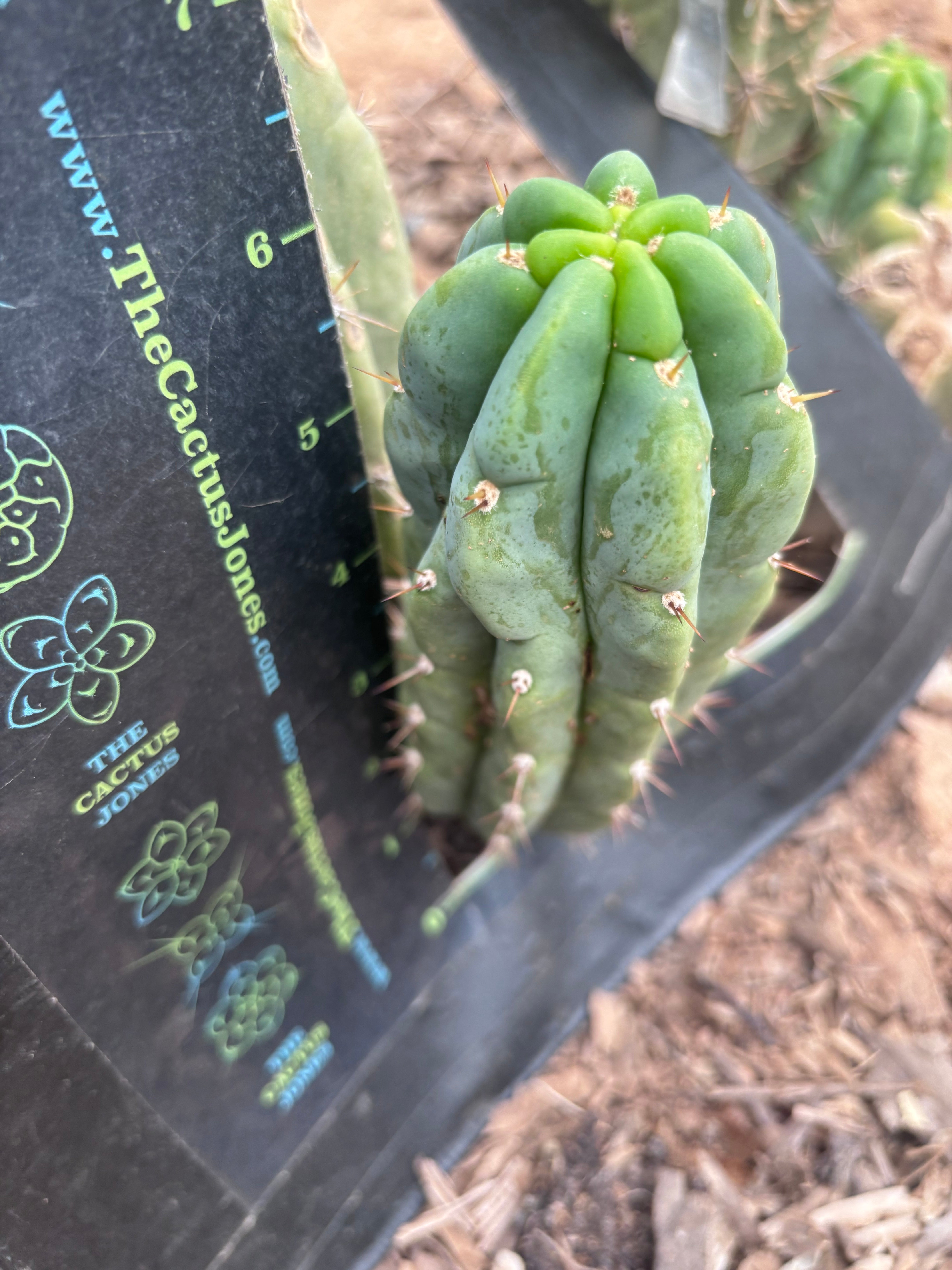 💎👑🌶️🌶️ Austy’s Bomb — 6” Pup