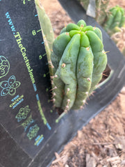 💎👑🌶️🌶️ Austy’s Bomb — 6” Pup