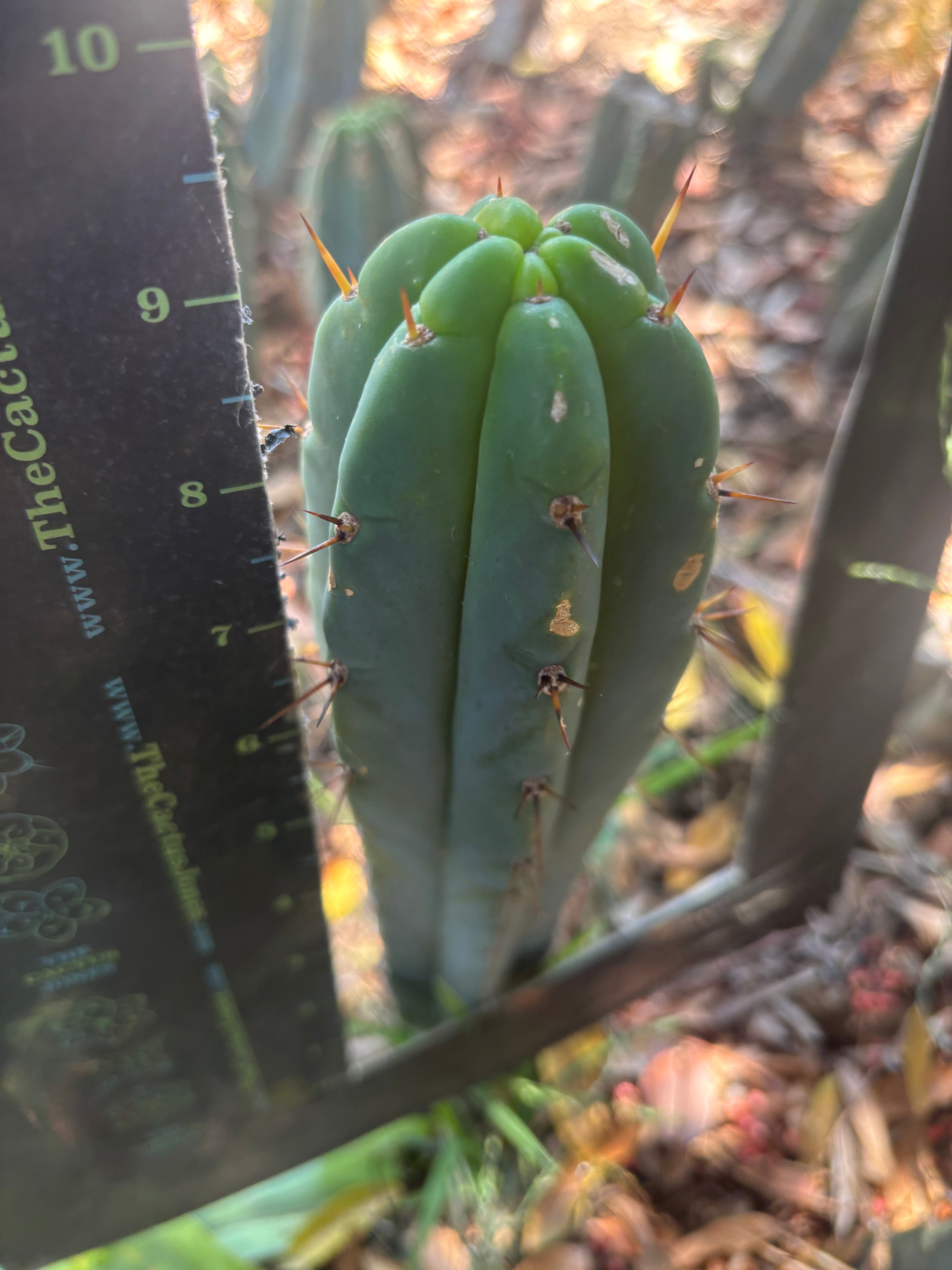 👑🌶️🌶️ Pala — Another 9” Tip