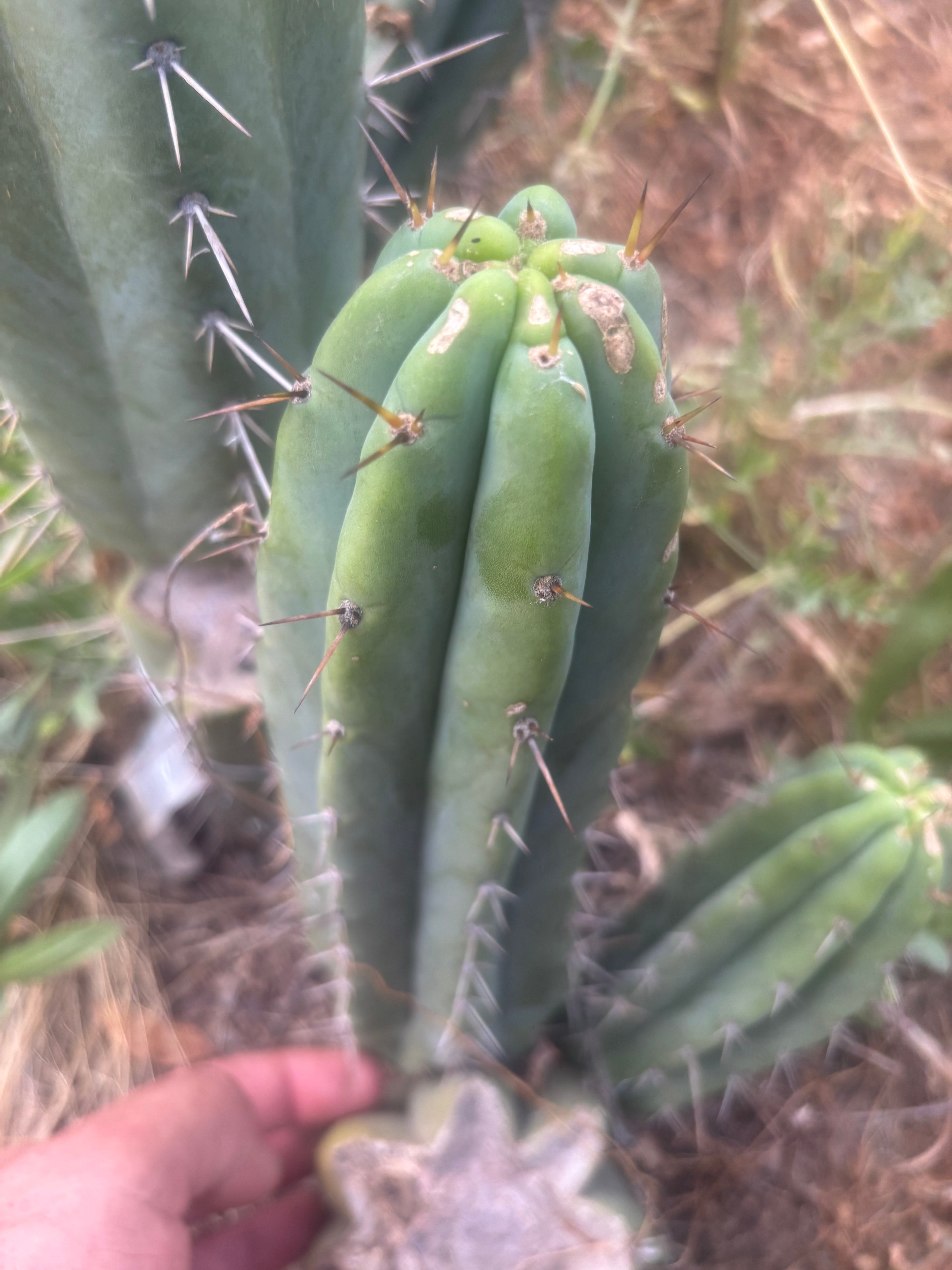 🌶️🌶️⚠️ E.R. — 12” Pup