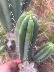 🌶️🌶️⚠️ E.R. — 12” Pup