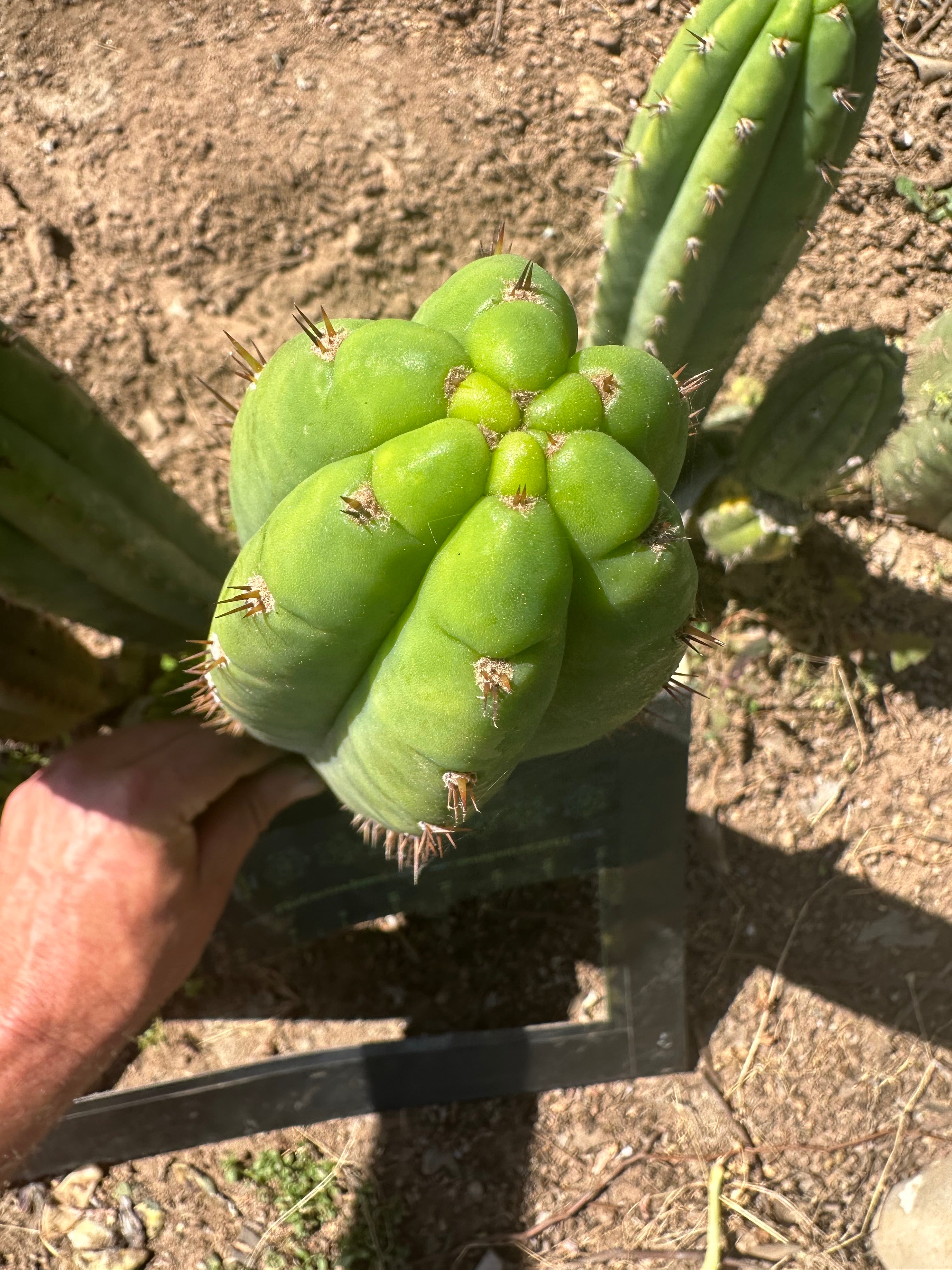 Unnamed Pachanoi — 12” Tips