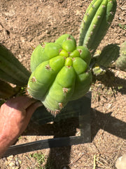 Unnamed Pachanoi — 12” Tips