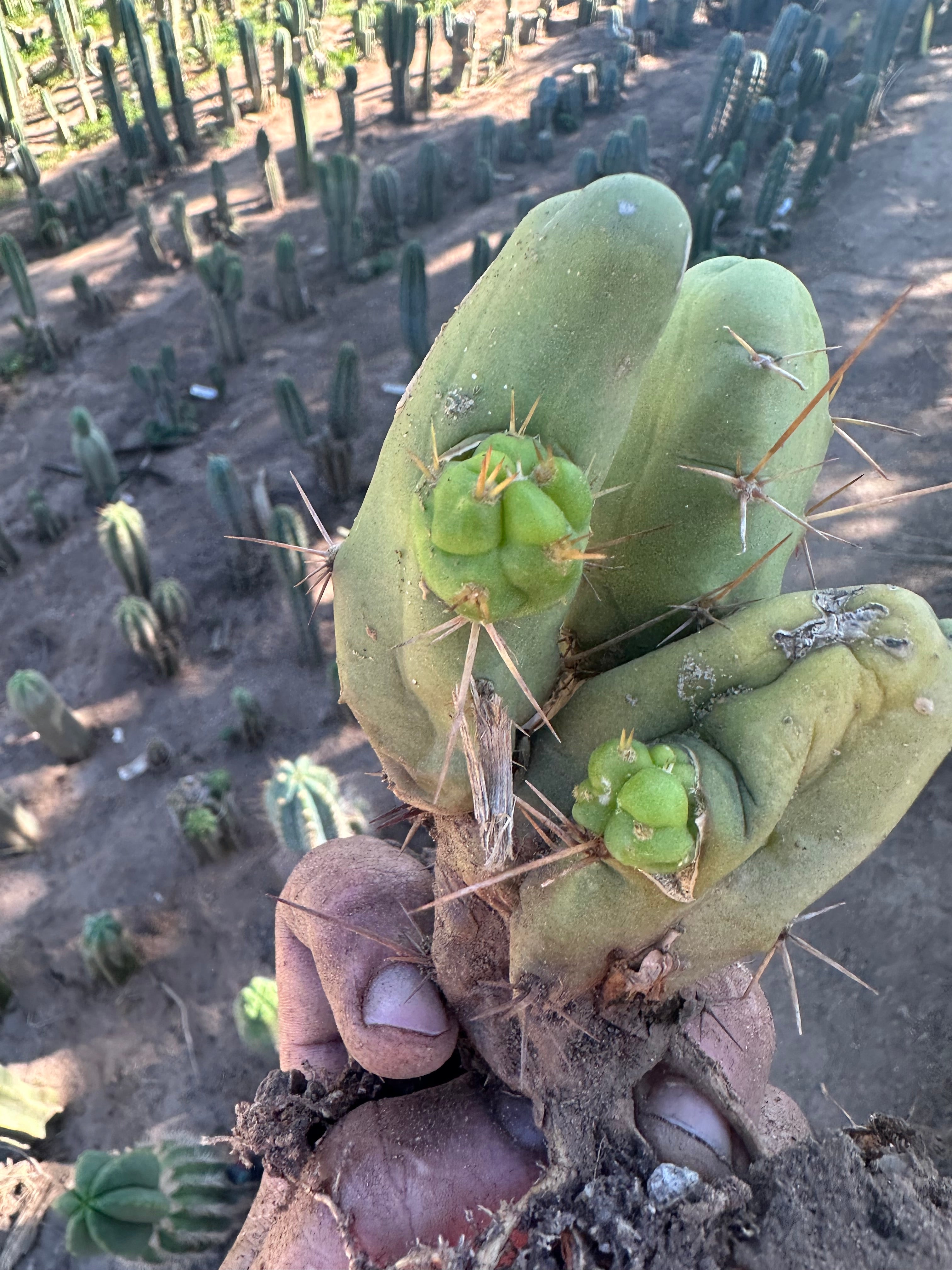 👑🌶️🌶️  TBM  — Rooted Cluster #3