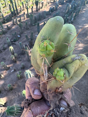 👑🌶️🌶️  TBM  — Rooted Cluster #3