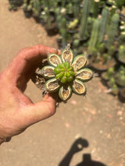 💎👑💎 Havran — Pup Graft on Rooted Shine01