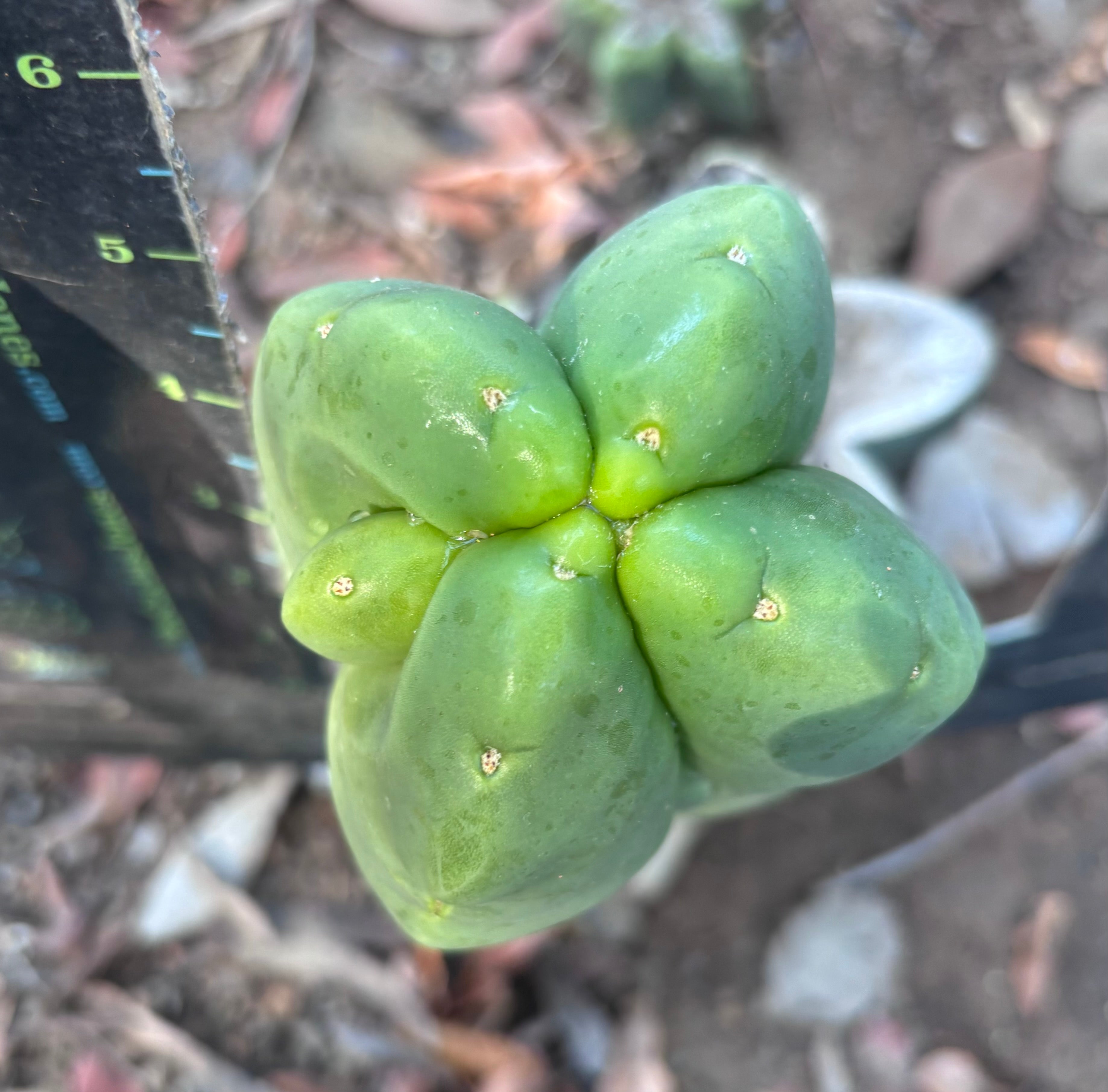 💎👑💎🌶️ Ferah — Chonky Fourwang Chub Muffin