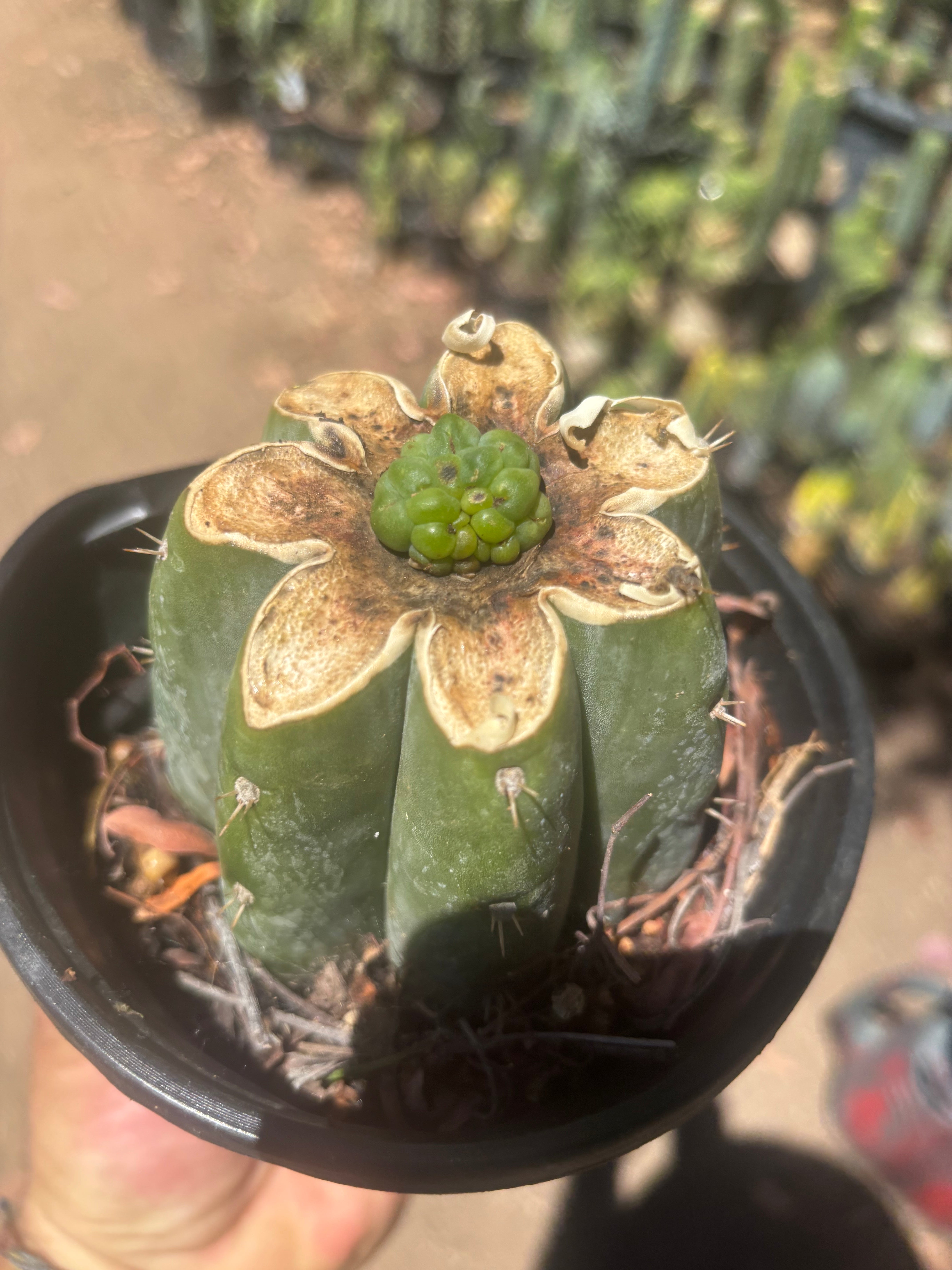 💎👑💎 Havran — Pup Graft on Rooted Shine01
