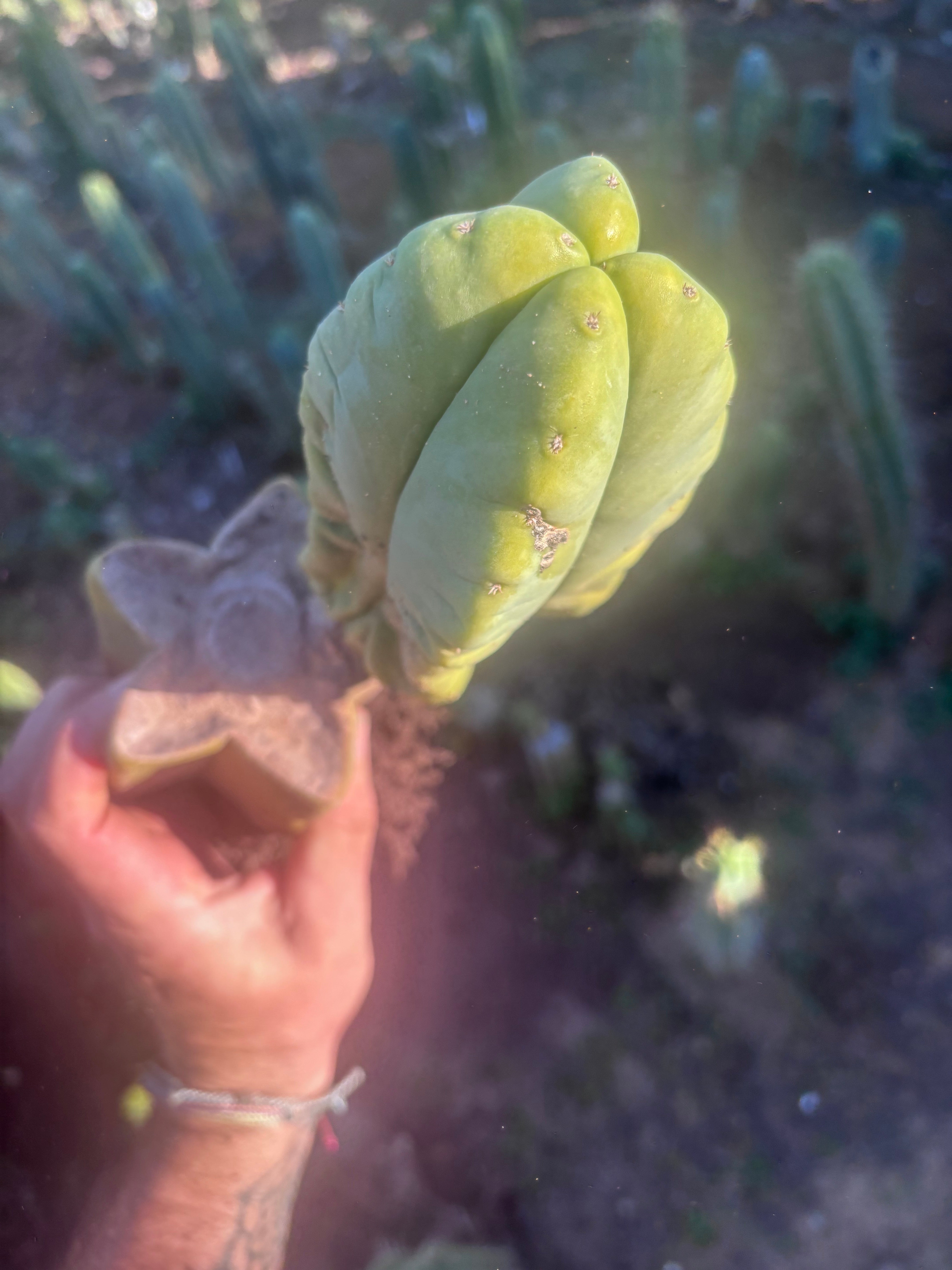 👑💎🌶️ Zulk — Rooted Mid with FourWang Pup