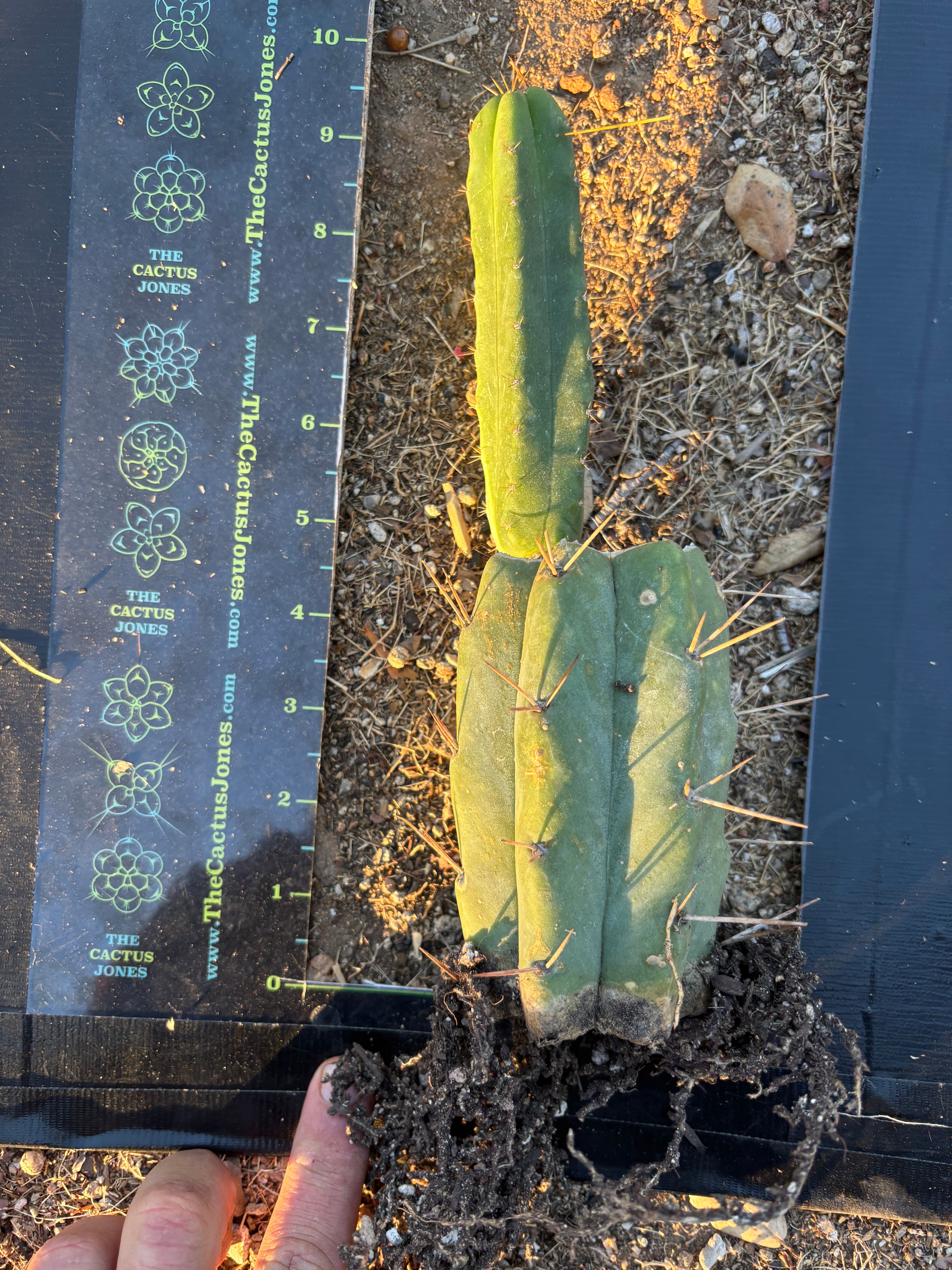 👑🌶️🌶️ SS02 — Rooted Mid w/Pup