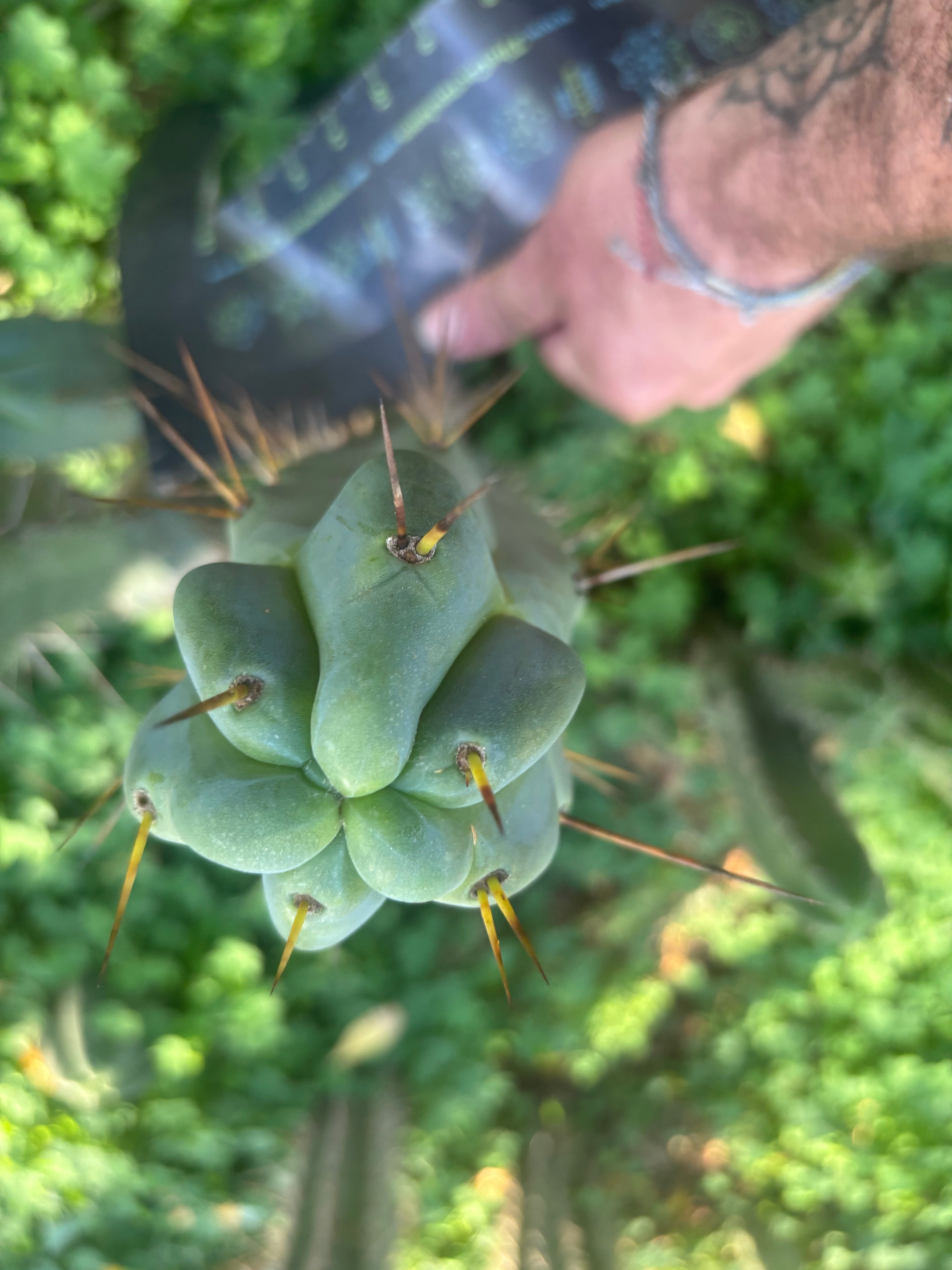 💎🌶️ Sina x SS02  — Thick Melty 10” Tip