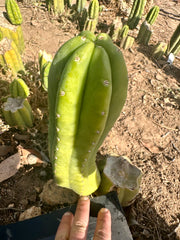 👑🌶️🌶️ Another Drop, Another Ogun — 10” Tip