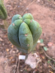 👑💎🌶️ Bob’s Colossus—  Chonky 9” Pup