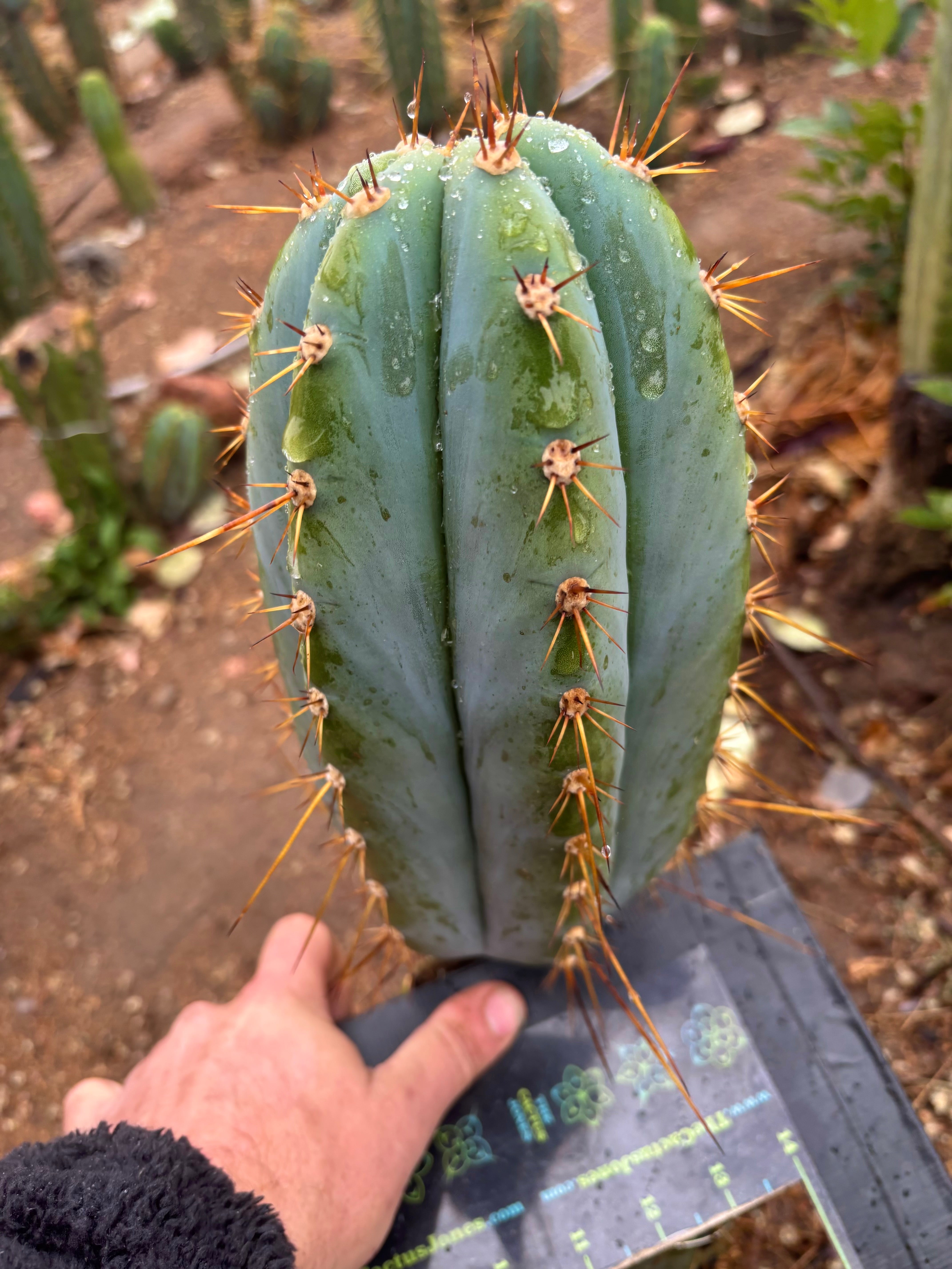 💎👑🌶️ CGG — Fat Blue Melon