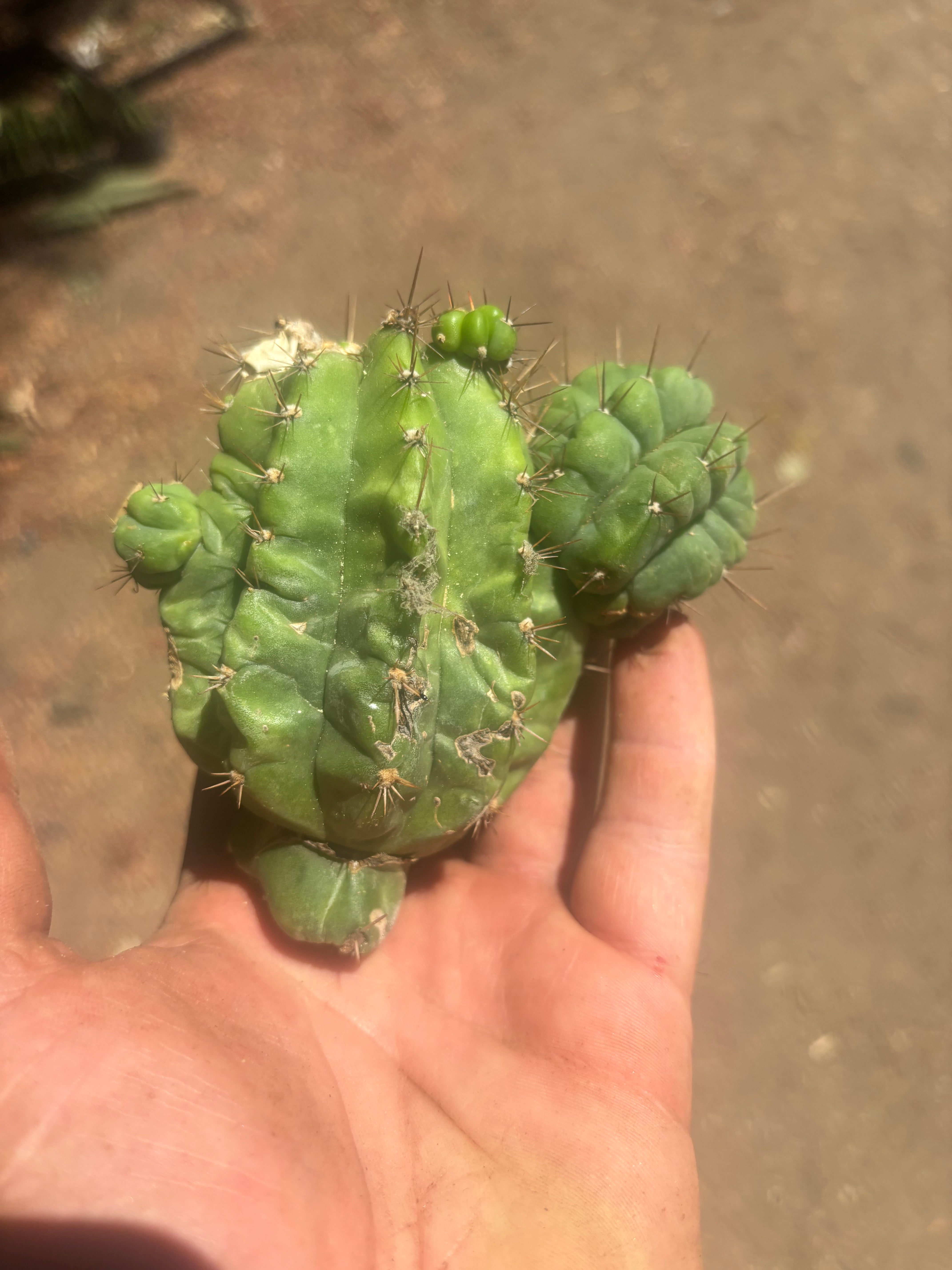 💎👑💎 Havran — Grafter’s Special 🔪