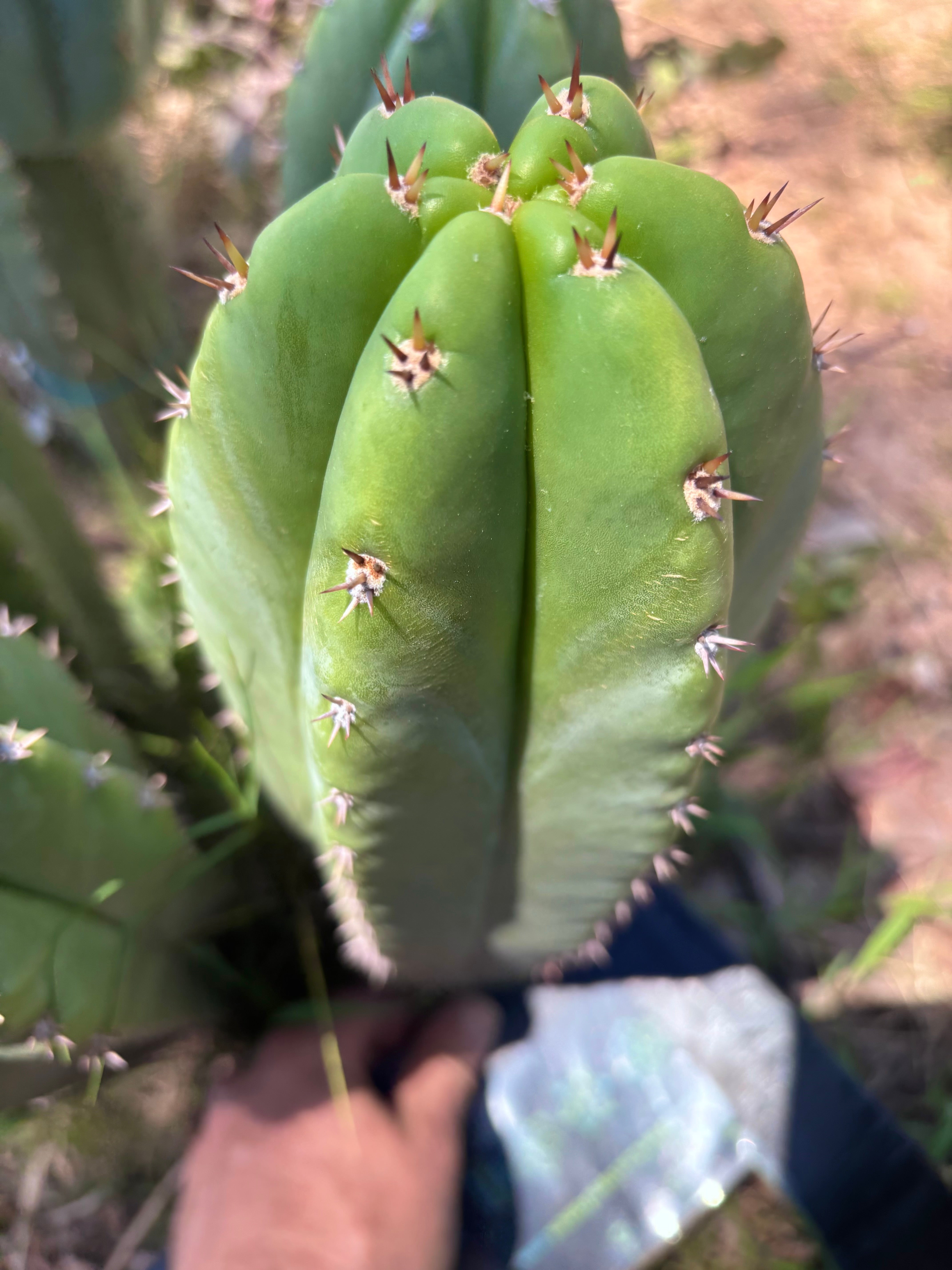 💎🌶️ Jada x Scop — XXL 14” Melon Pup