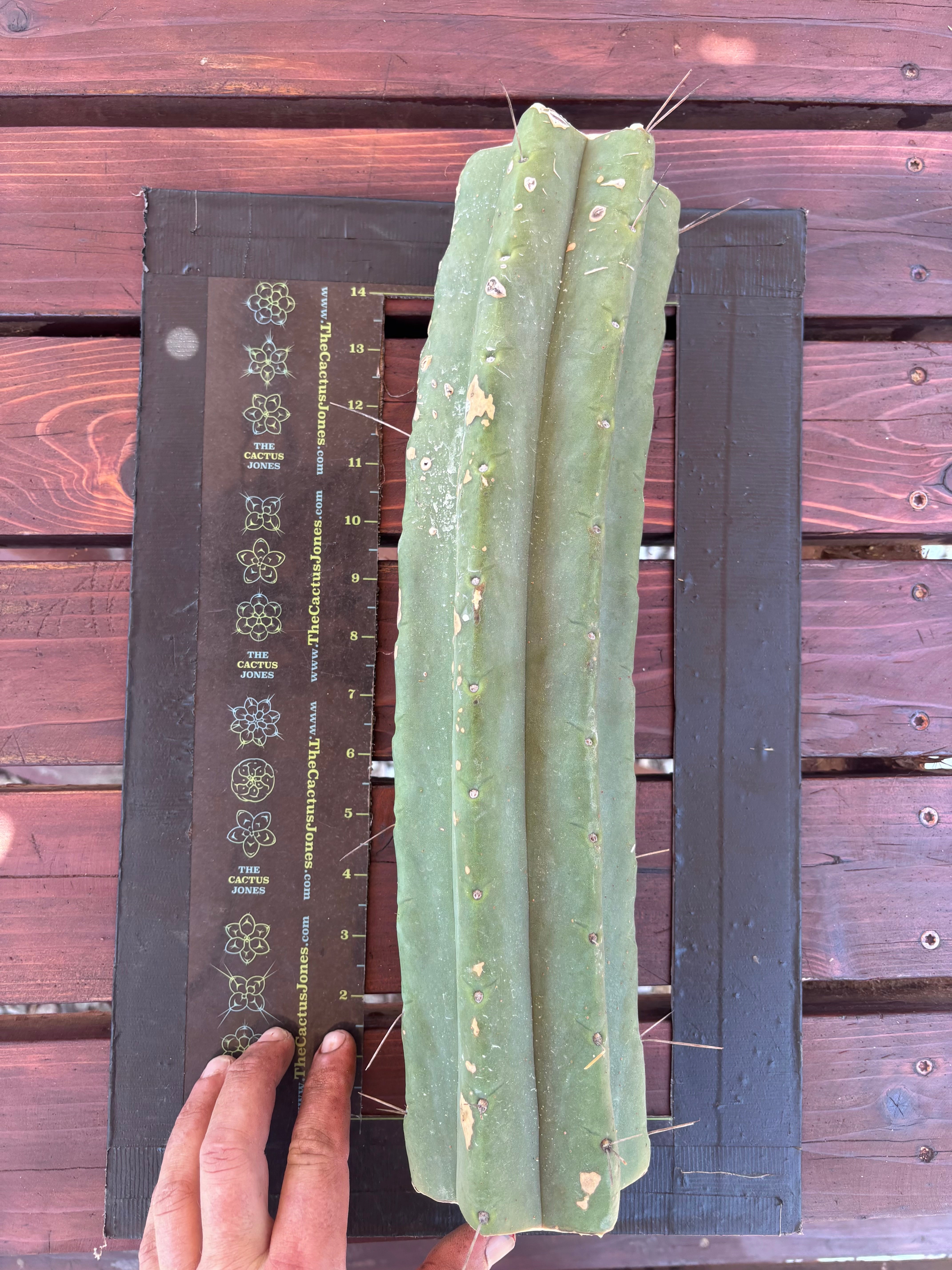 👑🌶️🌶️ Eileen — Massive 16” Mid