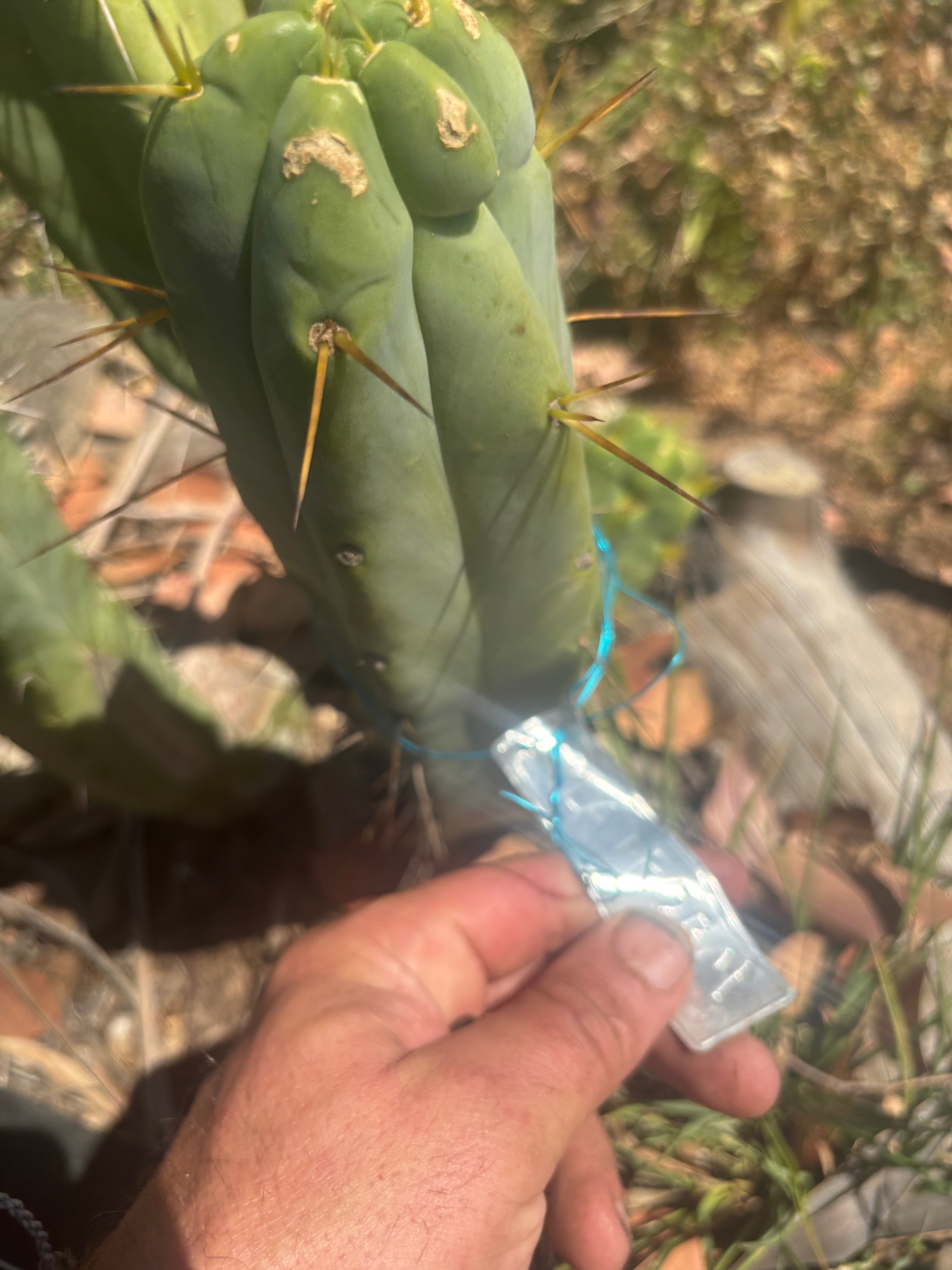 💎👑🌶️ Platform 9 3/4  — 10” Tip